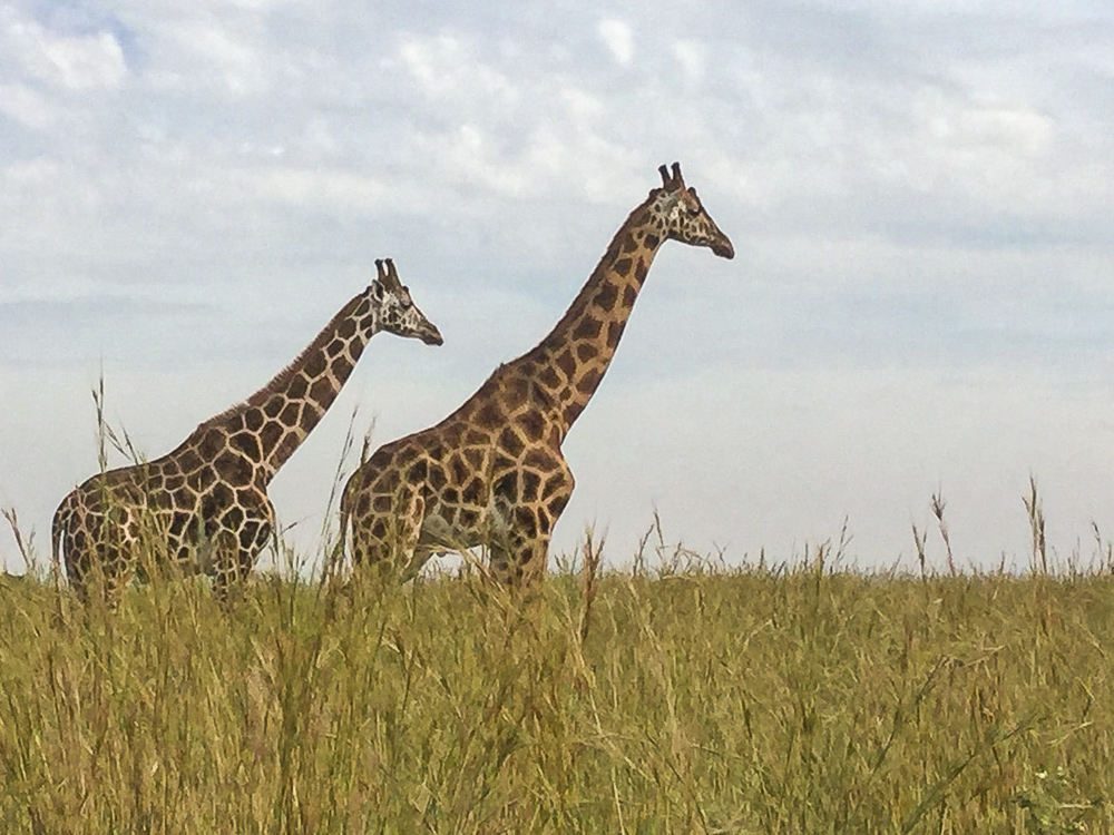 Two adult giraffes wander in a grassy field in Northern Uganda under a partly cloudy sky.